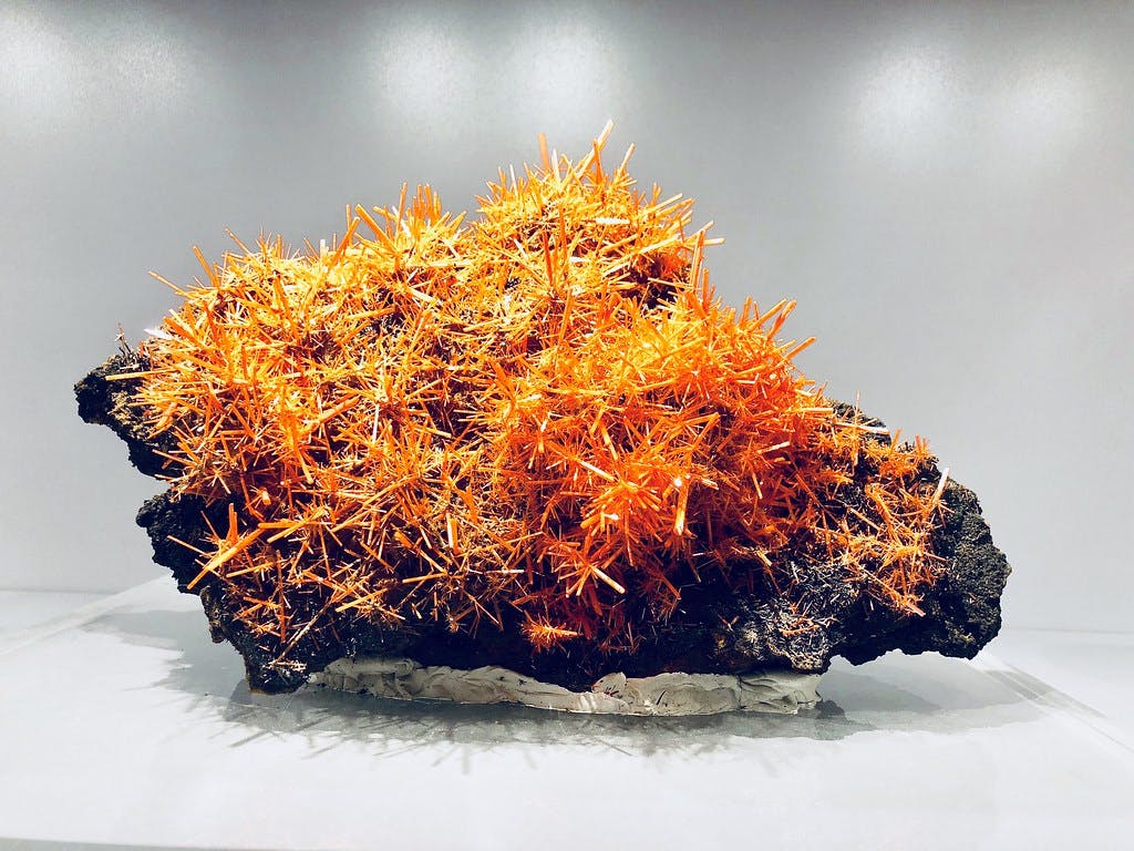 A cluster of bright orange mineral crystals on a dark rock is displayed against a plain background.