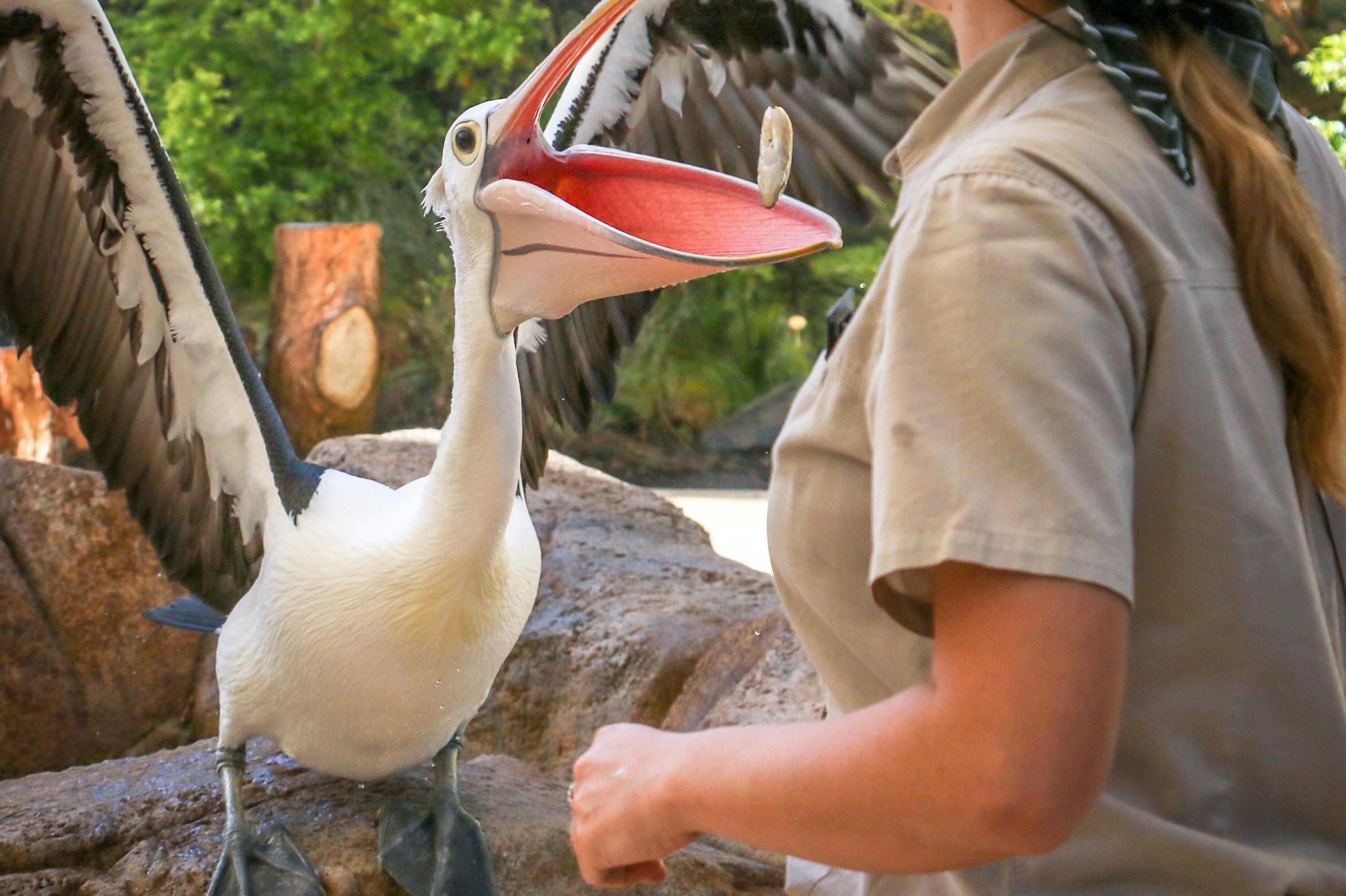 Wild Skies Free Flight Bird Show