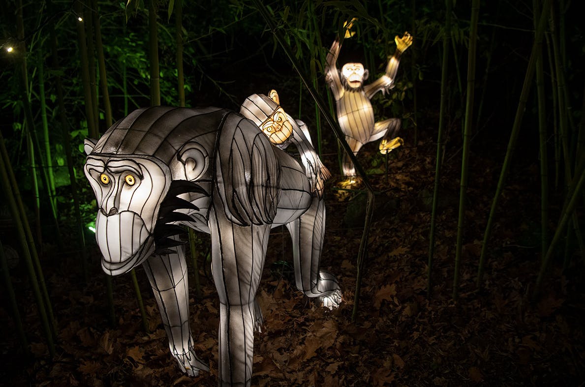 在黑暗的森林环境中，两只猴子摆在地上，一只猴子挂在竹子上。