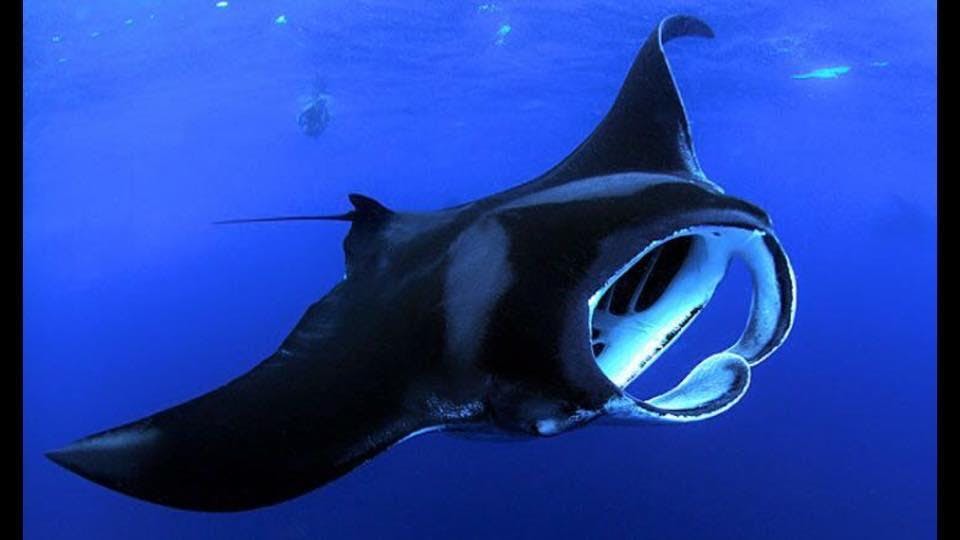 Aventura de mergulho com snorkel noturno com raias-manta - Photo 3