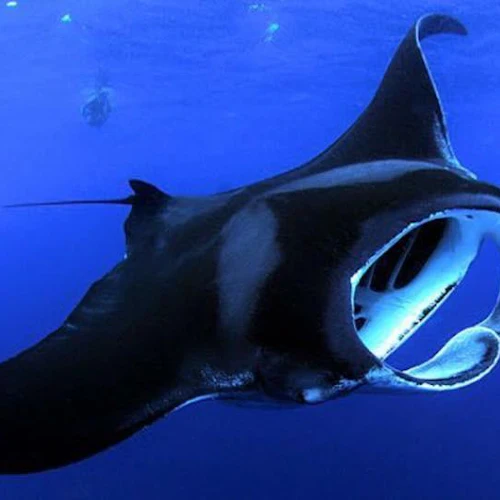 Aventura de mergulho com snorkel noturno com raias-manta - Photo 3