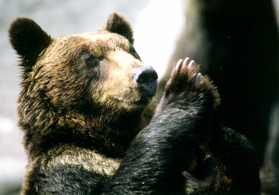 A close-up of a brown bear with its paws raised, appearing calm against a blurred natural background.