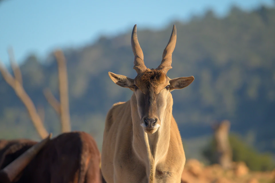 A close-up of an antelope with large horns standing in a natural setting, with a blurred mountain and sky in the background.