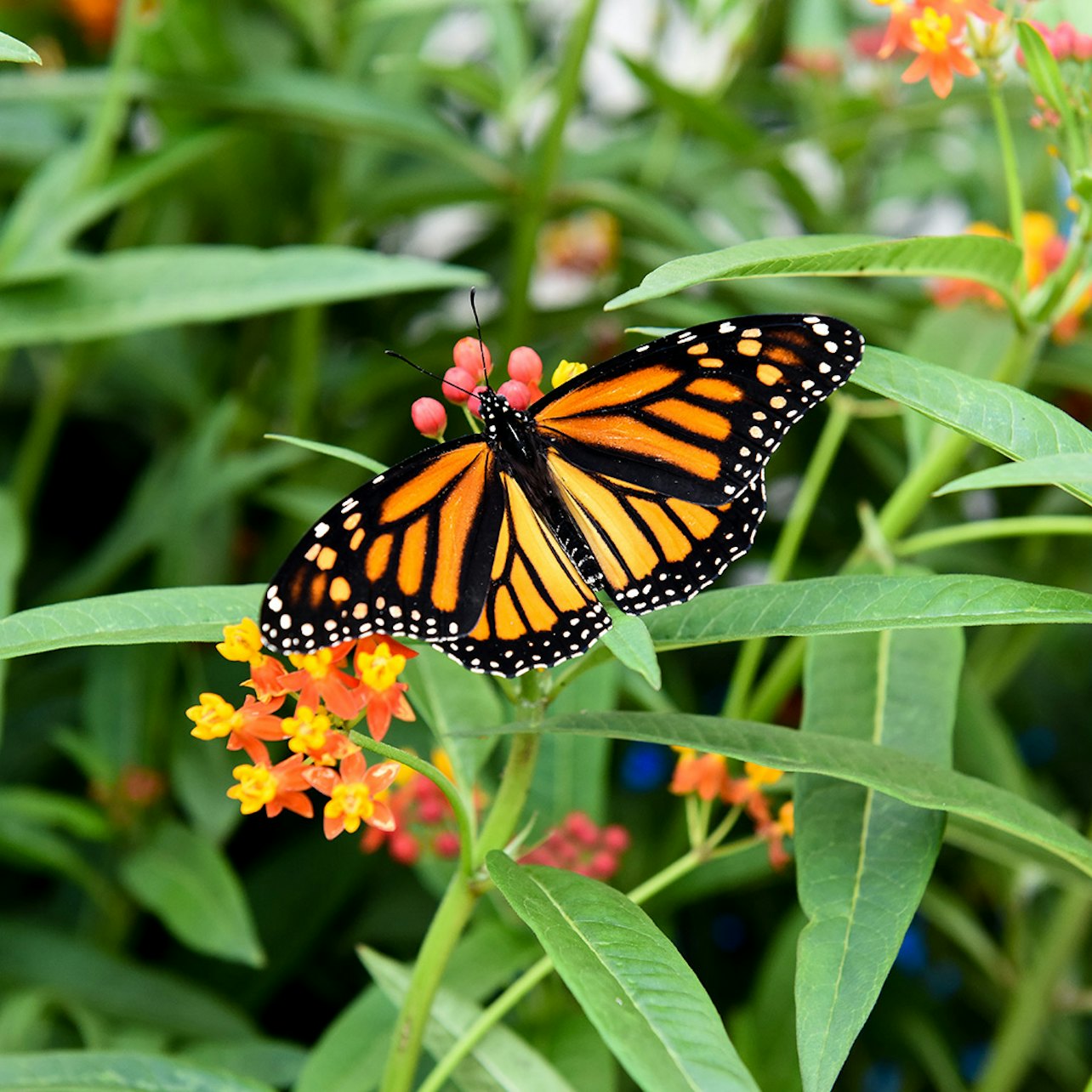 Niagara Falls Butterfly Conservatory - Alloggi in Cascate del Niagara