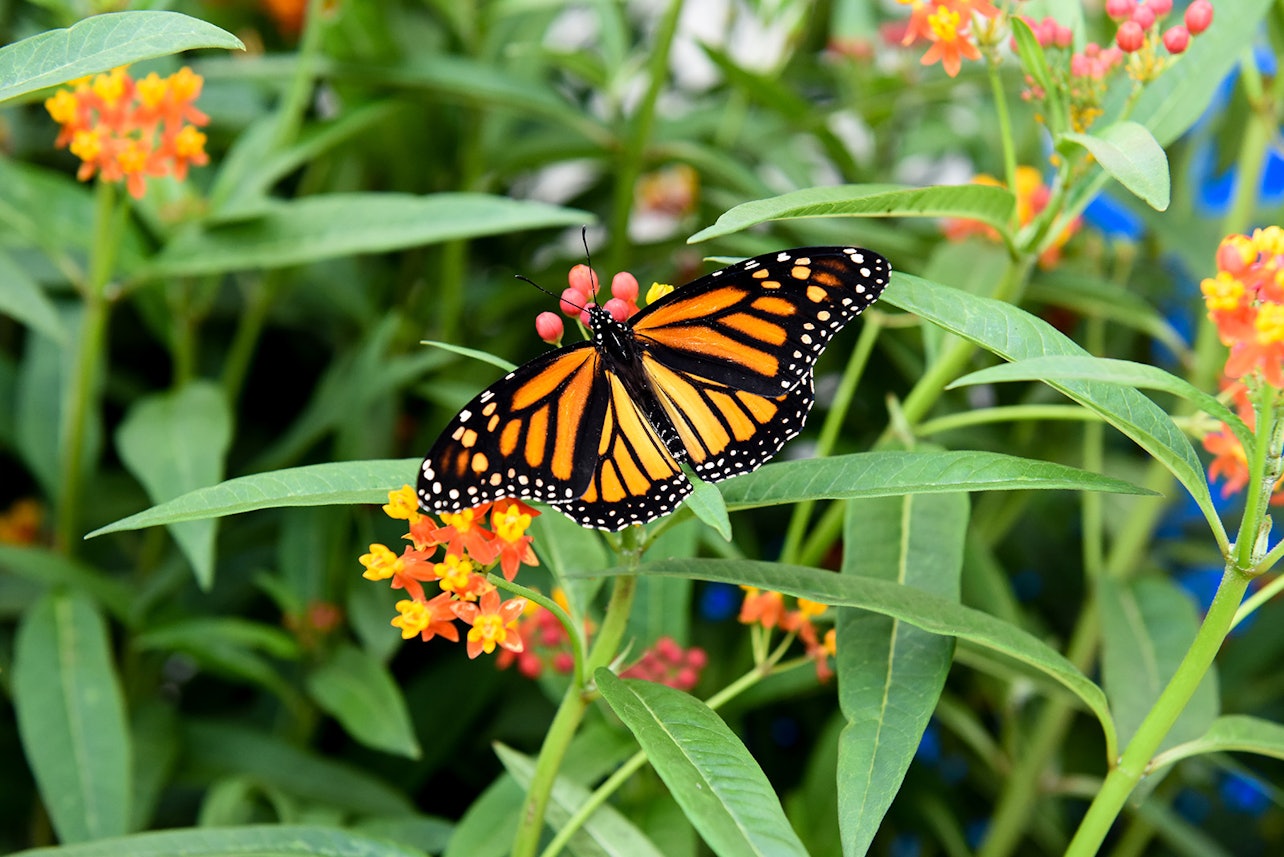 Niagara Falls Butterfly Conservatory - Accommodations in Niagara Falls