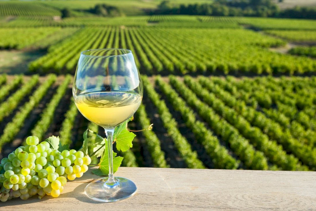 Loire Valley: Vouvray Vineyards Guided Visit from Tours + Tasting