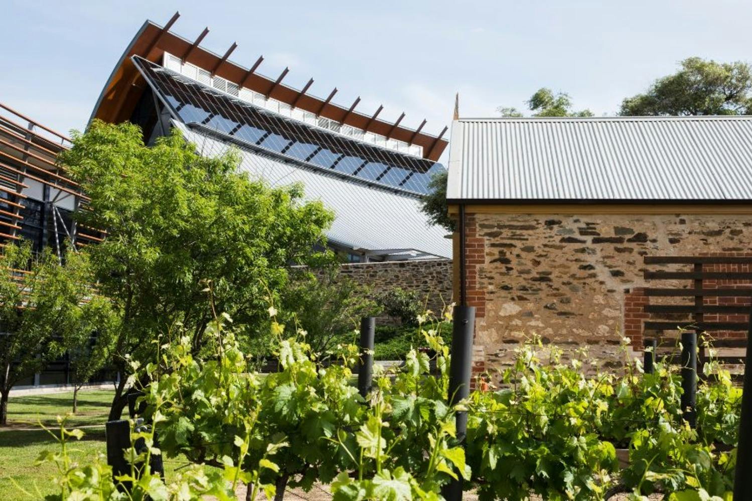 Tour guidato alla scoperta del vino australiano