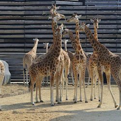 Paris Zoological Park: Entry Ticket 3
