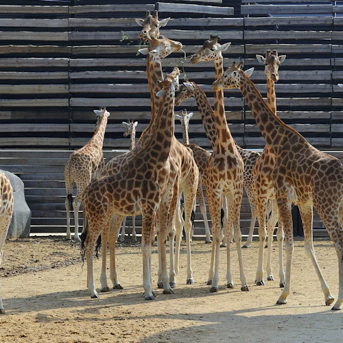 Paris Zoological Park: Entry Ticket - Photo 3