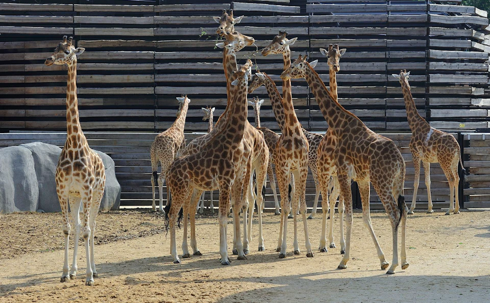 A group of giraffes stands closely together in an enclosure with a wooden fence in the background.