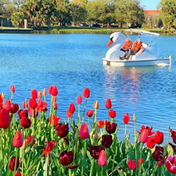 A swan-shaped paddle boat with two people on a lake, framed by vibrant red and pink tulips in the foreground.