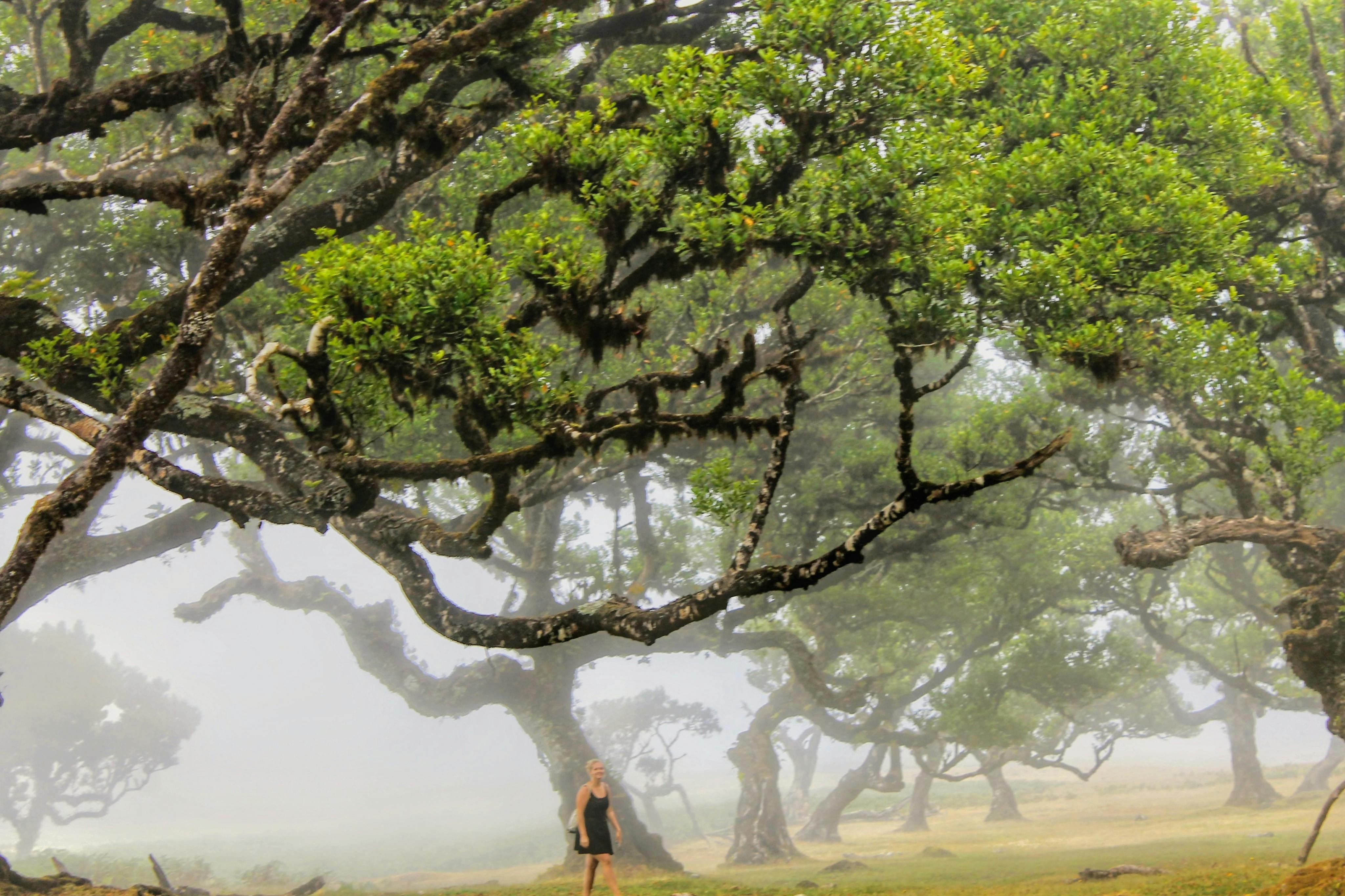 북서부 - 녹색 악마 사파리