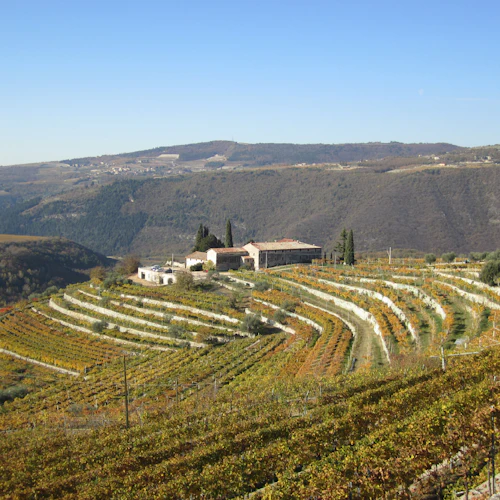 Verona: Valpolicella Winery Tour com um enólogo - Photo 5