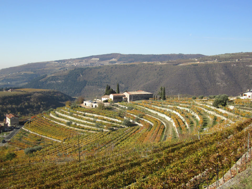 A hillside vineyard with terraced rows of grapevines, a few buildings, and mountains in the distance under a clear blue sky.