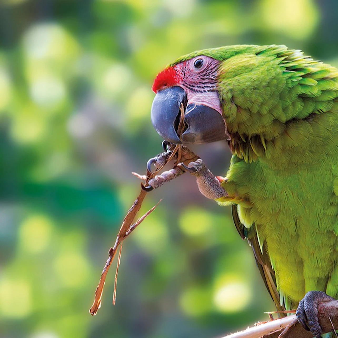 Loro Parque & Siam Park: Entry Ticket + Transfers