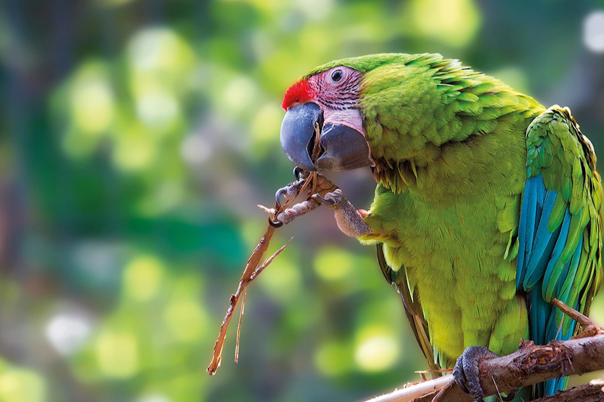 Loro Parque