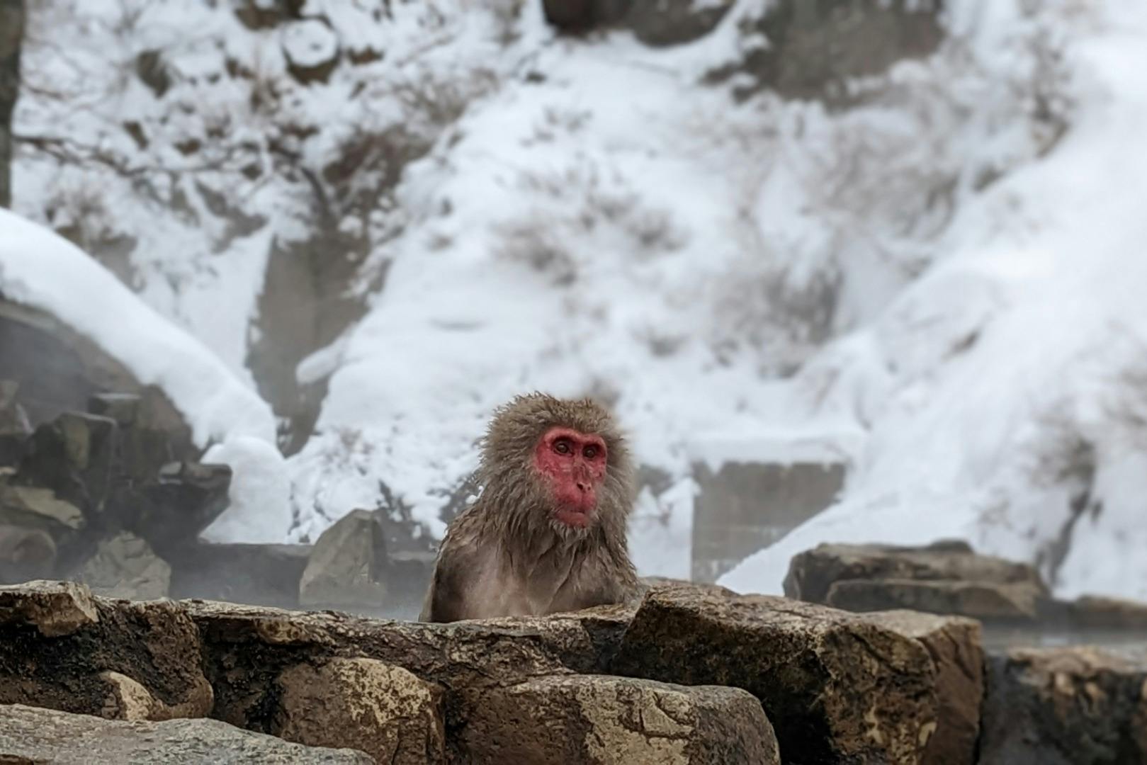 A snow monkey with a red face sits among rocks in a snowy landscape with mist and snow-covered ground.