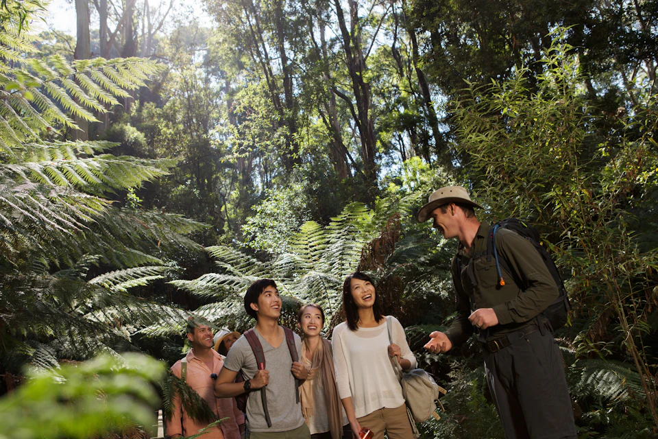 Rainforest walk