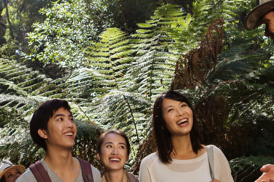 Rainforest walk