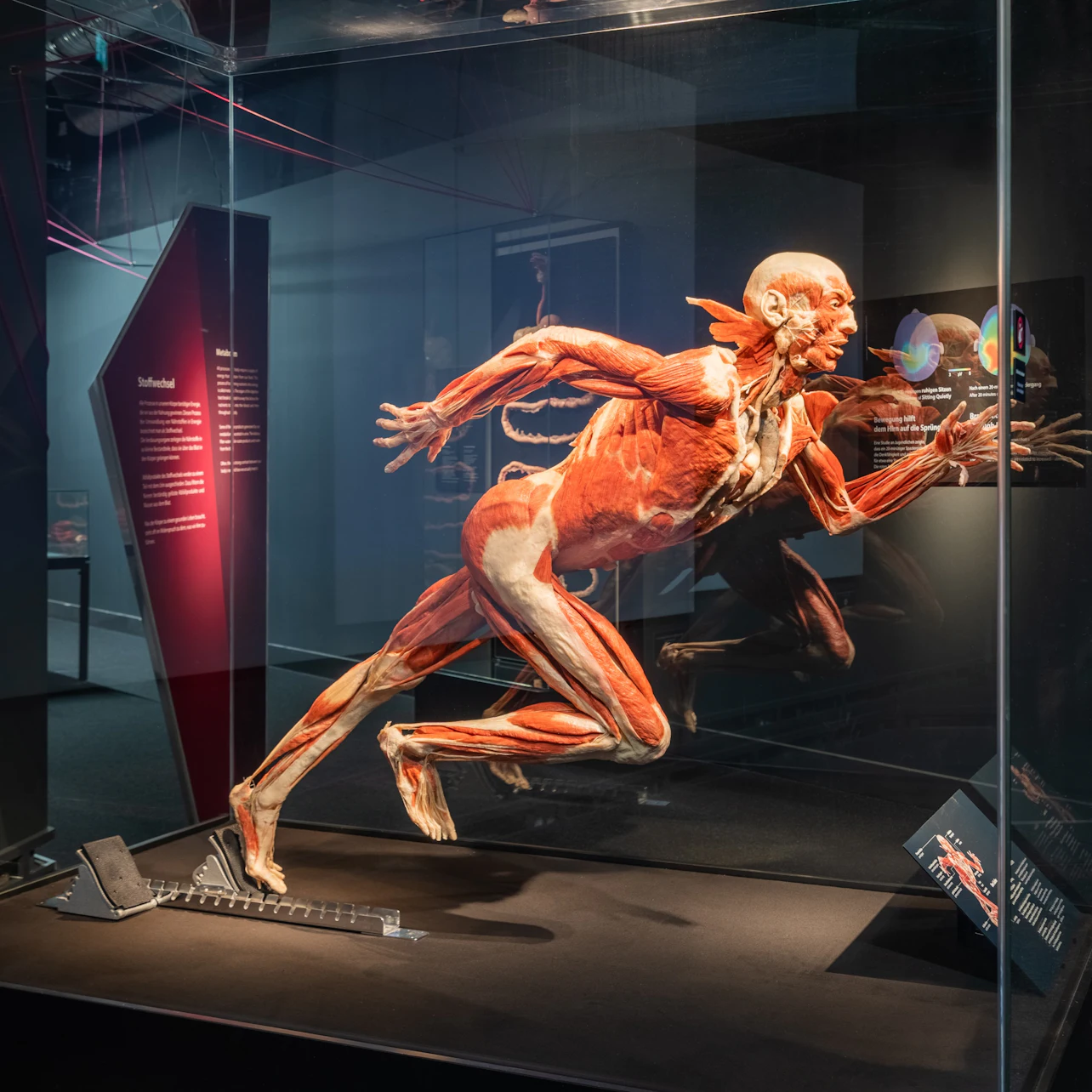 BODY WORLDS Berlin - The First Museum of BODY WORLDS in Berlin β Tiqets
