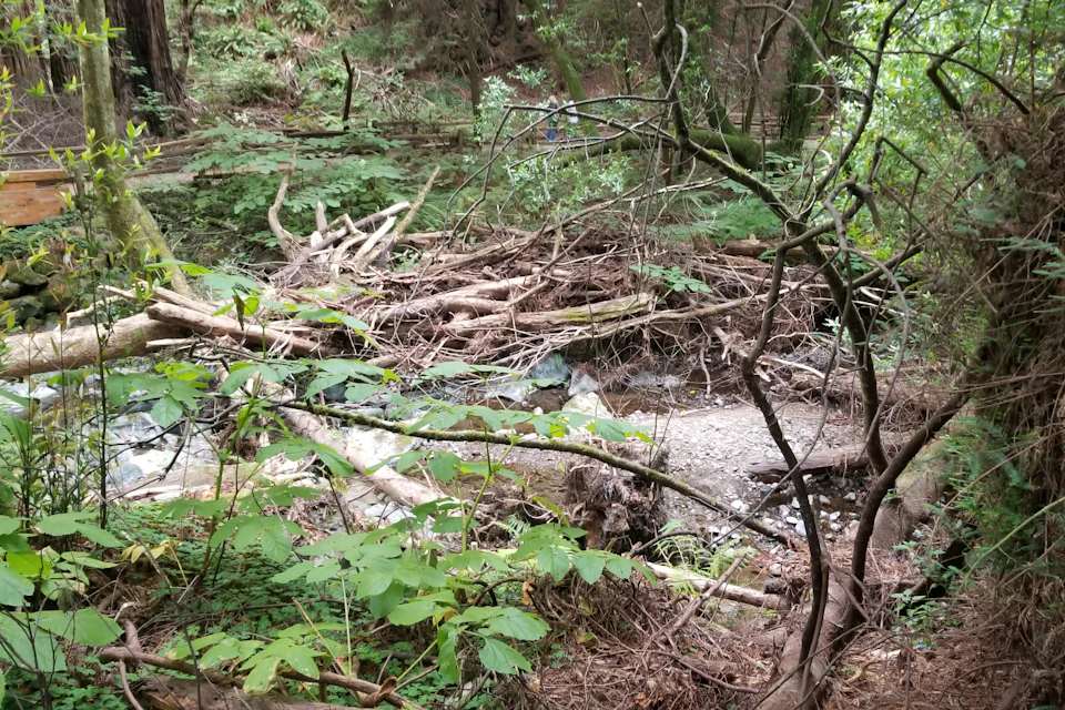 Muir Woods
