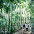 Casal caminhando em uma floresta tropical