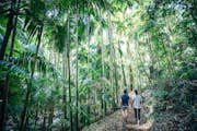Couple marchant dans la forêt tropicale
