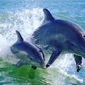 Наблюдайте за дельфинами прямо с лодки