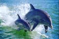 Наблюдайте за дельфинами прямо с лодки