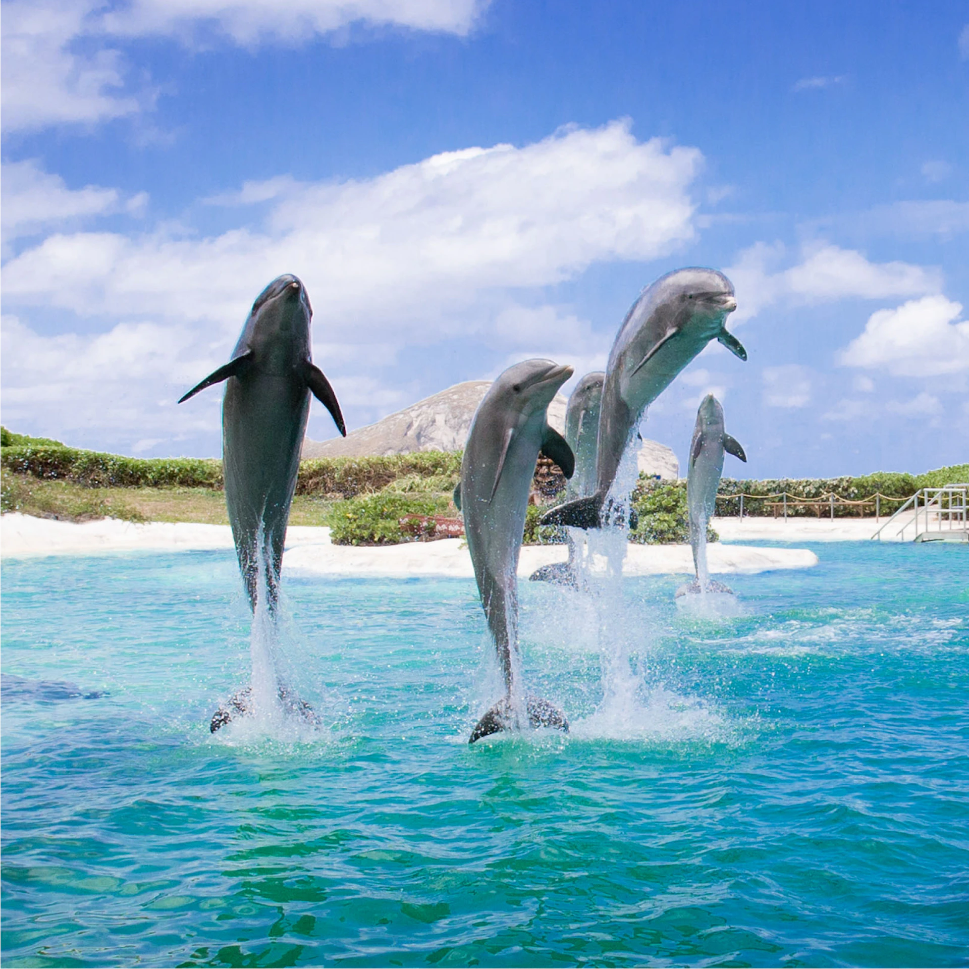 Four dolphins leaping out of blue water against a backdrop of a rocky shoreline and partly cloudy sky.