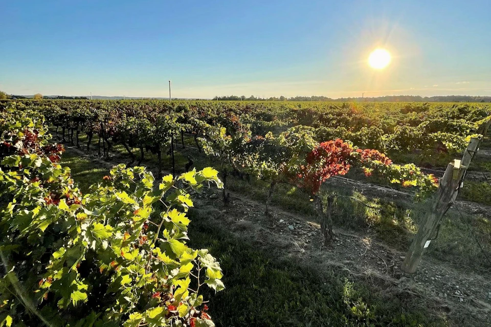 The vineyard at Reif Estate Winery