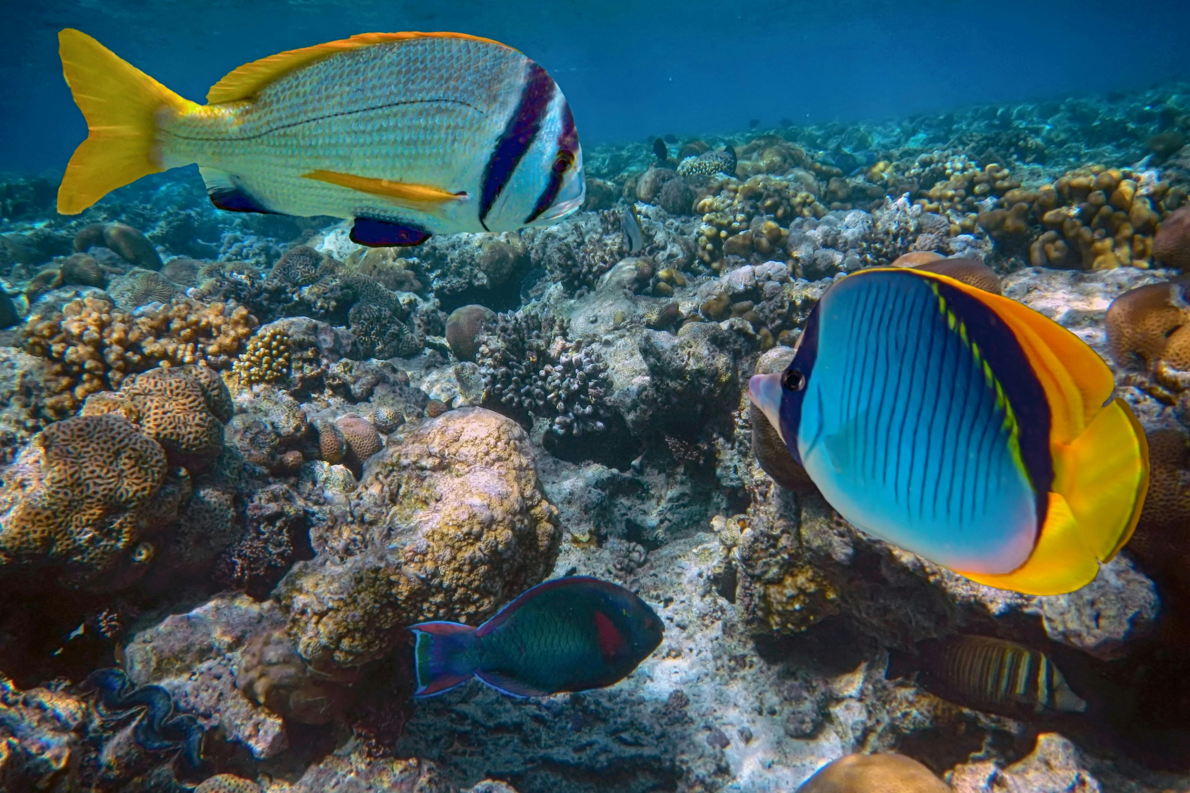 Isola di Giftun: Tour guidato di snorkeling da Hurghada + pranzo e bevande — 7