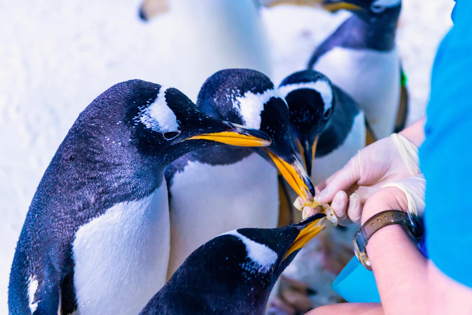 Several penguins being hand-fed by a person wearing a wristwatch and gloves.