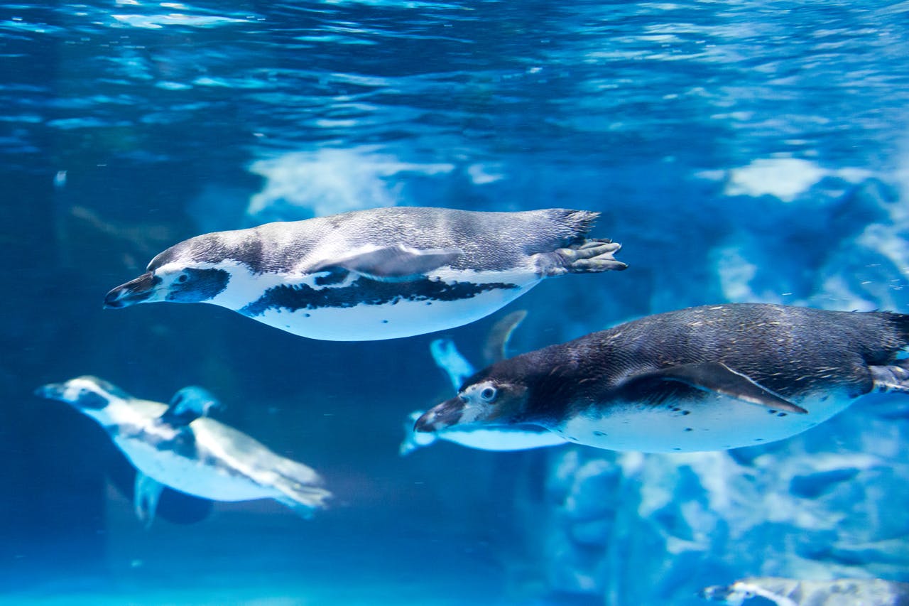 Lotte World Aquarium: Entry Ticket in Seoul – Tiqets