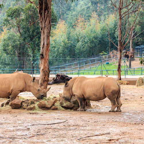 Två noshörningar som står nära stenar och äter hö i en inhägnad inhägnad, med en zebra och träd i bakgrunden.