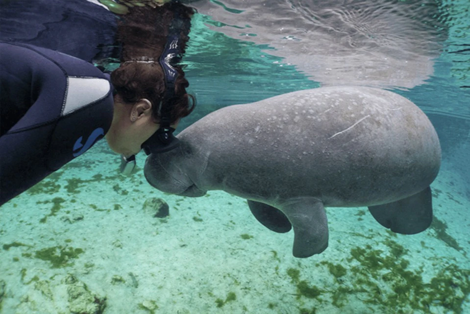 Homosassa State Park: Day Trip from Orlando + Swim with Manatees