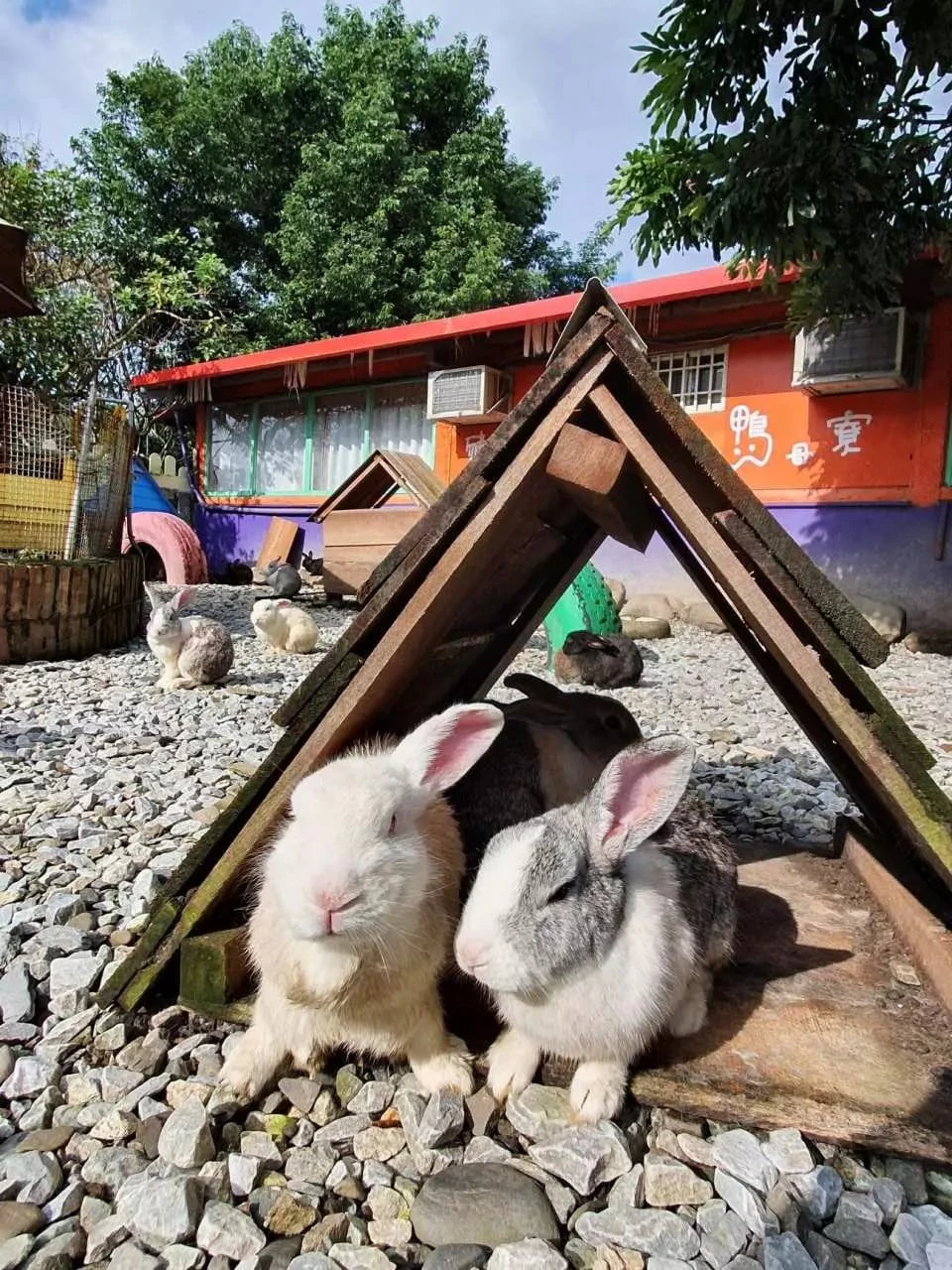 Two rabbits resting under a wooden shelter in an outdoor area with additional rabbits, trees, and a colorful building visible.