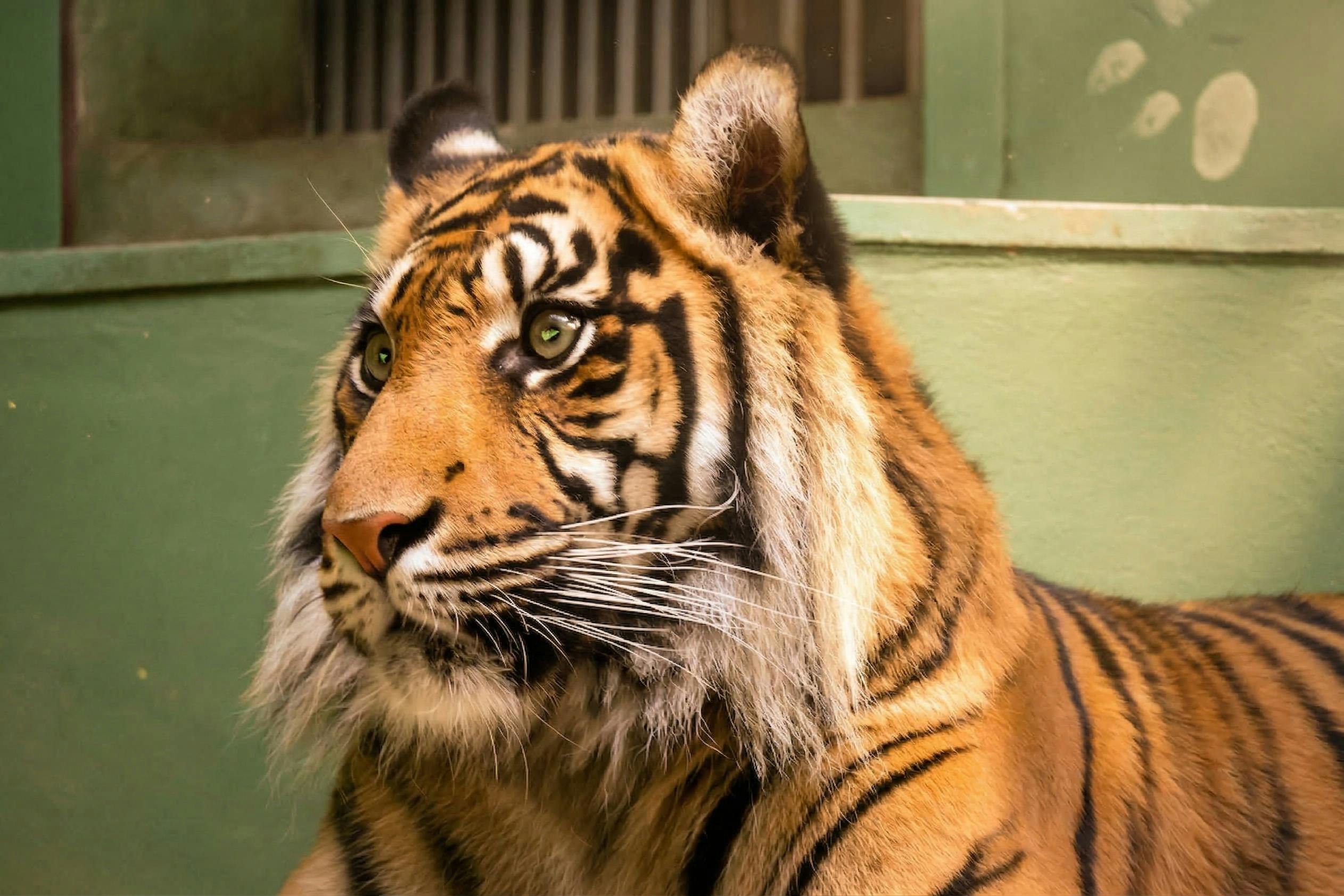 Et nærbillede af en tiger med grønne øjne og orange pels med sorte striber, der sidder mod en grøn vægbaggrund.