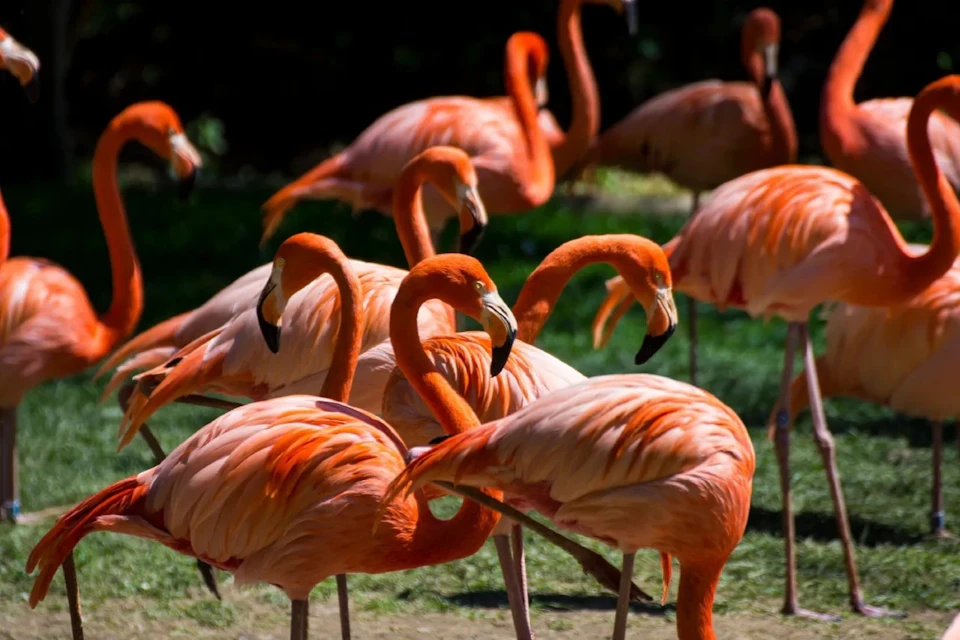 A group of pink flamingos standing on grass, some with their heads bent down, in a sunny outdoor setting.