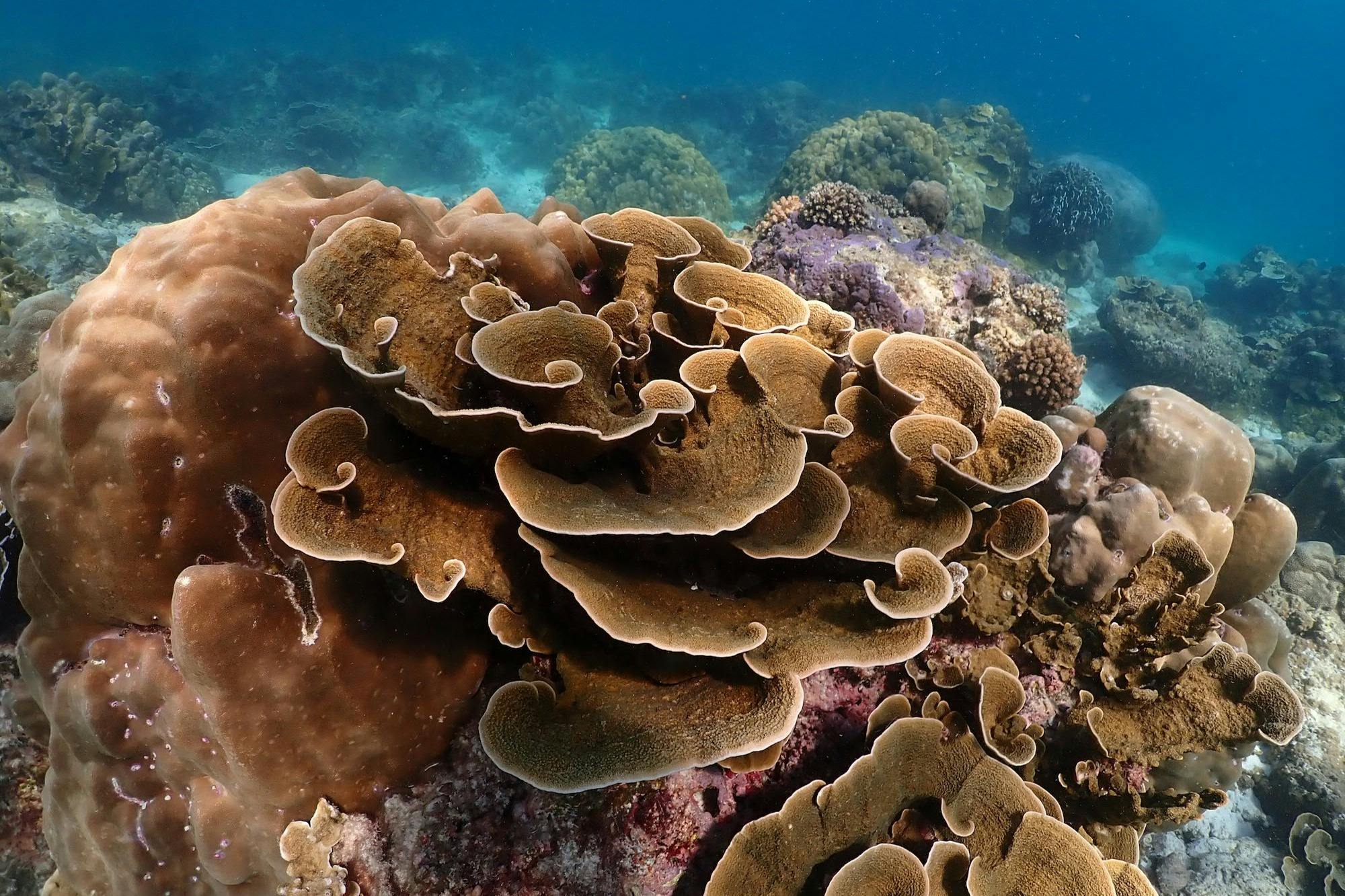 스노클링과 수중 천국을 만나보세요.