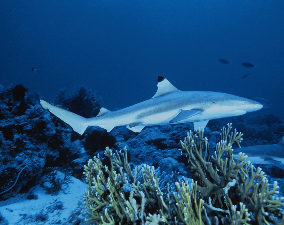 A grey shark swims over a coral reef in deep blue ocean water with other small fish in the background.