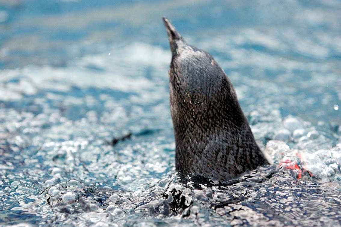 West Coast Wildlife Centre: General Admission Ticket