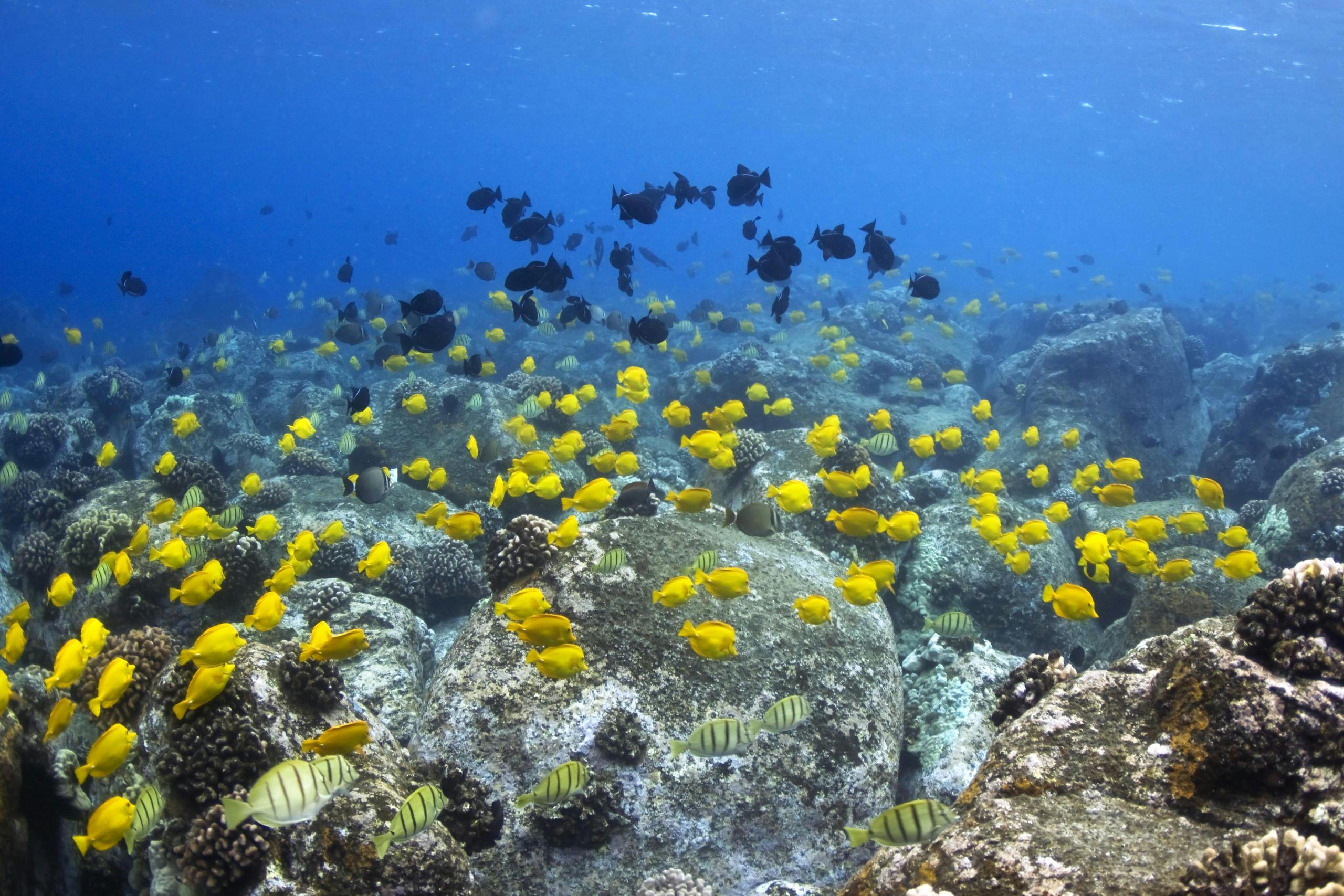 Baía de Kealakekua e Capitão Cook: Aventura de mergulho com snorkel