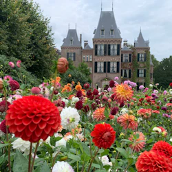 Bulb Region: Dahlia Gardens, Windmills & Castle Bike Tour 3