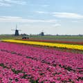 Mira y huele nuestros increíbles Campos de Tulipanes