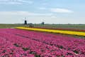 Guarda e annusa i nostri meravigliosi campi di tulipani