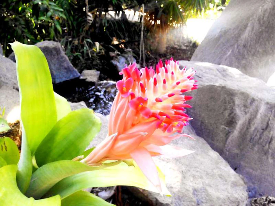 A pink and red flower emerges from green leaves, set against a background of rocks and lush vegetation.