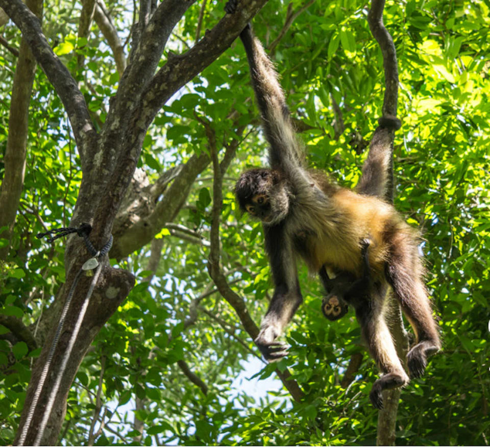 A spider monkey hanging from a tree branch, surrounded by lush green foliage in a forest setting.