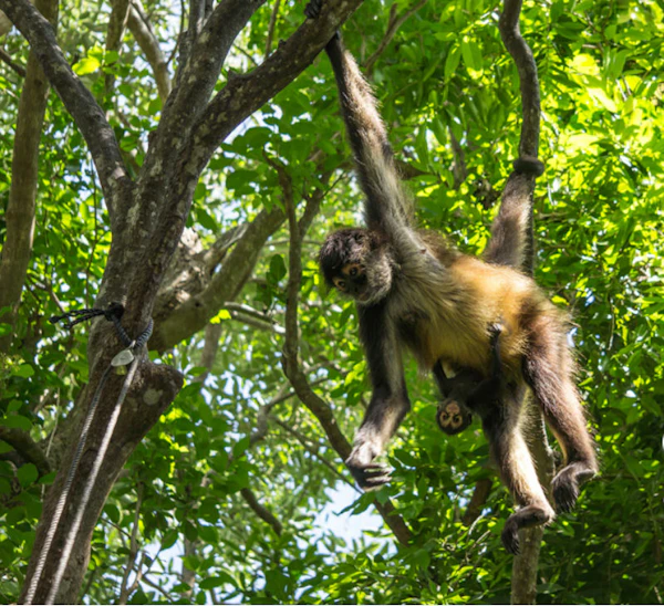 Cancún Croco Cun Zoo tickets