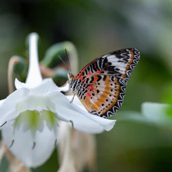 Cockrell Butterfly Center at the Houston Museum of Natural Science: Entry Ticket 4